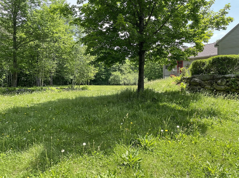 lawn-ai-before